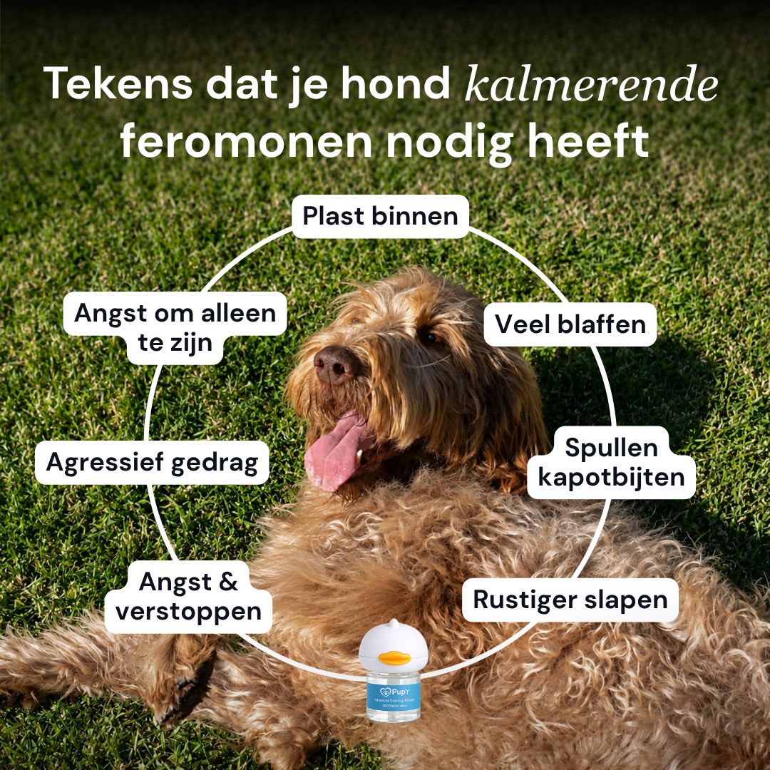 Calming Dog Diffuser