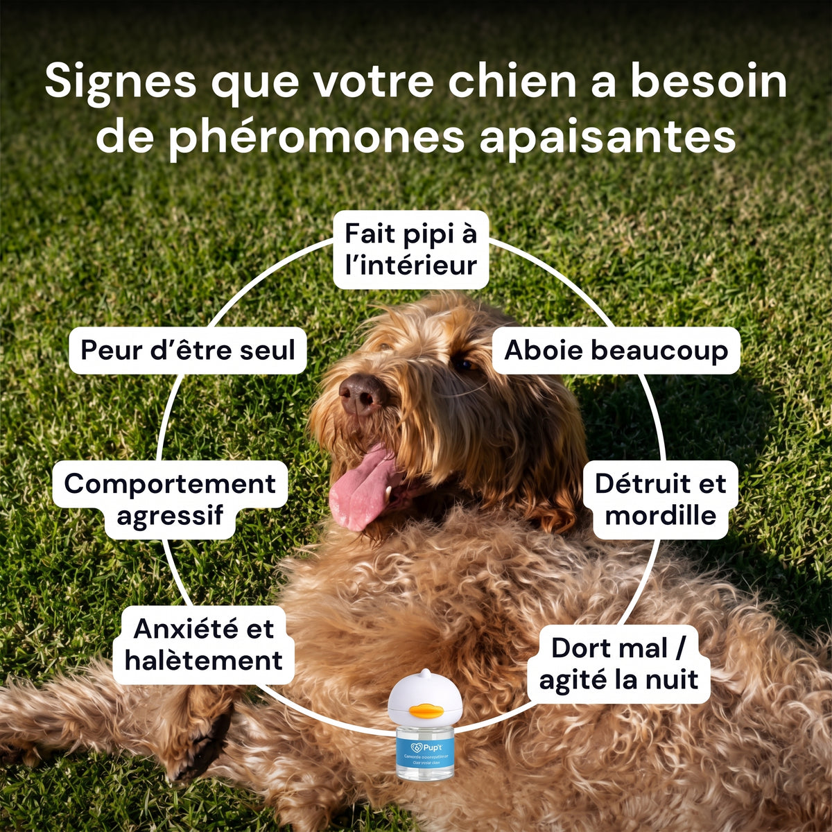 Diffuseur apaisant pour chiens