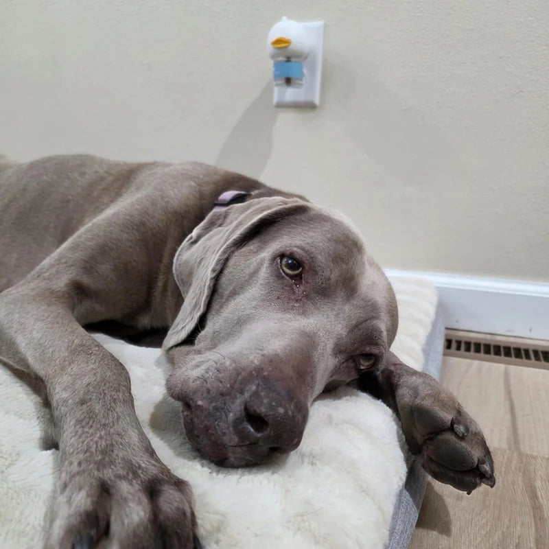 SnackingStella